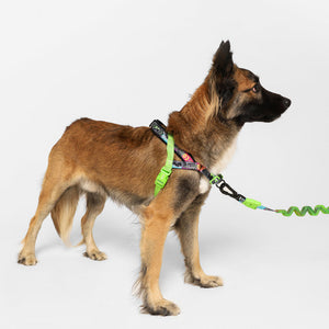 NEW!  Zee.Dog Softer Walk Harness - Manifesto